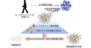 αシヌクレイノパチー関連認知症の神経変性に寄与する分子経路の同定－新たな治療薬の開発へとつながる成果－