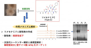植物病害そうか病原因菌Streptomyces scabieiに対する抗菌物質の発見―そうか病をターゲットとした新規農薬の開発に期待―