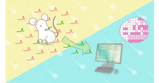 Toward understanding sperm quality