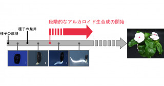 代謝における細胞分化の役割に迫る－ニチニチソウの種子発芽でのアルカロイド生合成開始過程を解析－