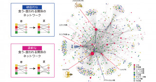「やわらかい」ネットワークを作るコア生物種―生態系の柔軟性を支える種を探索する―