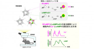 Ca2+やcAMPを感知する蛍光タンパク質を開発―生きた動物の細胞内セカンドメッセンジャーの動きを観察する―