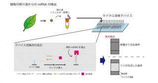 植物の生育状態を野外で早期診断できる装置を開発〜ストレスに応答して生じるmiRNAを葉から検出〜