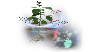 ダイズ根圏細菌のイソフラボン代謝遺伝子クラスターを発見―根圏形成メカニズムの理解や有用物質生産に貢献―