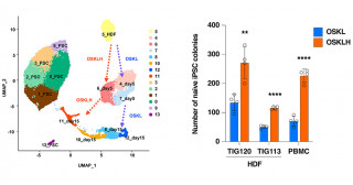 リンカーヒストンH1FOOの一過性発現による高品質なナイーブ型ヒトiPS細胞の作製