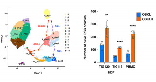 Linking H1FOO to better iPS cell generation