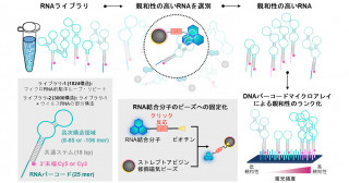 RNA-分子間相互作用を大規模に解析する新たな技術を開発－RNA標的低分子創薬への貢献に期待－