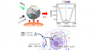 微小ナノダイヤモンド量子センサで安定的に温度計測実現―細胞内などの微小領域での量子センシングに期待―