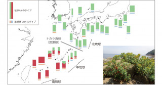 海岸植物の分布変遷と海による地理的隔離―イワタイゲキのゲノム系統地理―