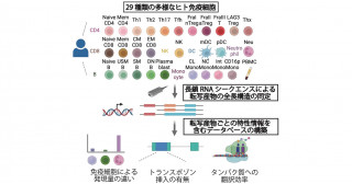 長鎖シーケンスによるヒト免疫細胞のRNAデータベースの構築―自己免疫疾患やアルツハイマー病などの免疫関連疾患の病態解明と新規治療法開発へ新たな可能性―