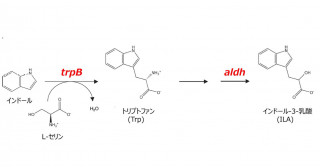 ヒトにすむ種類のビフィズス菌が、尿毒症毒素の前駆体であるインドールを体に有益なインドール-3-乳酸（ILA）へ変換することを確認