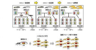 シロアリ女王の椅子取りゲーム―熾烈な内部競争がもたらすコロニー全体のコスト―