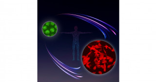 ヒトiPS細胞から前精原細胞及び卵原細胞を大量誘導―ヒト生殖細胞試験管内造成研究のマイルストーン―