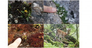 屋久島のミニチュア植物群の進化はシカの採食圧が原因だった！80種にわたる植物の大規模な収れん進化の解明