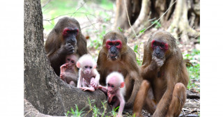 ベニガオザルで「死亡個体との交尾行動」を野生霊長類で初めて記録―霊長類の死生観の解明に迫る極めて貴重な観察事例―
