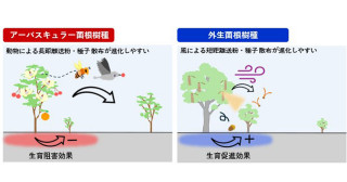 世界各地、1万種の解析から見えてきた樹木の進化パターン―送粉共生、種子散布共生、菌根共生の相関進化― 