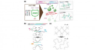 複数のマイクロRNAを同時検出する「RNA液滴コンピュータ」の開発に成功 －細胞の中で働く微小ロボットや化学的人工知能の実現にも貢献－