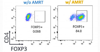 キメラ抗原受容体を導入したヒトiPS細胞由来のCD4陽性制御性T細胞（Treg）様細胞はマウス異種移植モデルにおいてGVHDを制御する