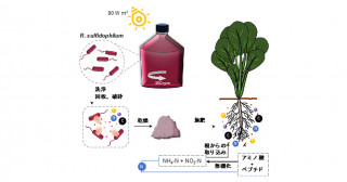 光合成細菌を窒素肥料に―窒素を空気中から固定する細菌を無機肥料の代替として利用―