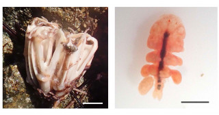 ガンガゼ類の食道に寄生するカイアシ類―ランタンノタネビ（新称）の北半球初記録―