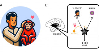 親しい人の顔を学習する神経メカニズムを解明