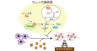 生命必須元素セレンの新たな代謝制御因子の発見―21番目のアミノ酸・セレノシステイン合成機構の解明―