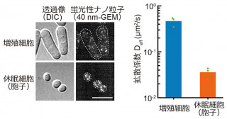 休眠細胞の目覚めの仕組みを発見〜目覚めと共に細胞質が急速に「流動化」する〜