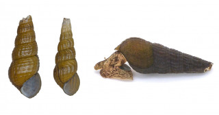 琵琶湖から新種アザイカワニナを発見―カワニナ属2種群の平行的な多様化を示唆―