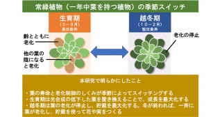 常緑植物の葉の老化制御の季節的切り替え 葉の寿命を最適化する常緑植物の知恵