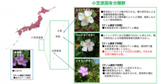世界自然遺産小笠原固有種の見過ごされていた絶滅リスク―ゲノムの脆弱性に基づく評価―