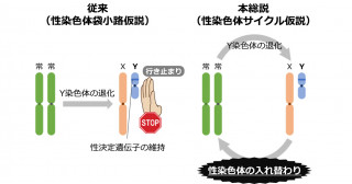 染色体の退化・消失で性は失われてしまうのか！？多様な動植物の性染色体研究から性の存続機構をひも解く！ 