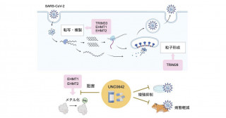 新型コロナウイルスの増殖に重要な宿主因子の発見―新たな治療標的への期待―