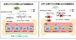 骨髄におけるB細胞分化を制御する新たなメカニズムを解明―mRNA制御が司るB細胞分化機構の発見―