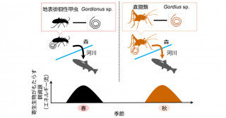 季節的に生態系をつなぐ2つの寄生関係―2属のハリガネムシが春と秋に宿主操作する―