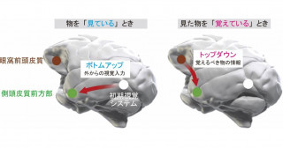 見た物の記憶を保持する霊長類の脳ネットワークとメカニズムを解明―認知症の記憶障害治療への応用に期待―