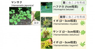 1種の植物に寄生する4種のアブラムシが作る“虫こぶ”の進化を遺伝子発現のレベルから明らかに