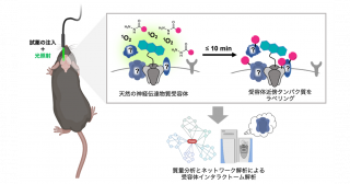 生きた動物脳内の受容体近傍タンパク質を検出する新手法を開発―遺伝子操作不要、高時間分解能で解析可能に―