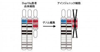ゲノム編集技術を用いて自閉症スペクトラム症を生じる15番染色体重複症候群iPS細胞の染色体を改変 病態解明と創薬に役立つツールを作製