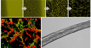 クモ糸形成の秘密を解き明かす―疎水性の異なるクモ糸タンパク質の自己組織化―