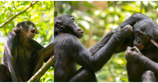 New evidence suggests ancient origin of the "common enemy effect"