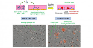 T-cells with a license to kill viruses