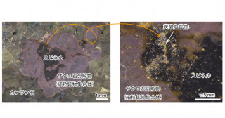 海洋マントルの有機炭素検出―南太平洋アイツタキ島マントル捕獲岩からのアプローチ―
