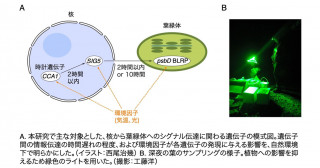 先駆的フィールド研究が自然環境での生物時計の働きを解明