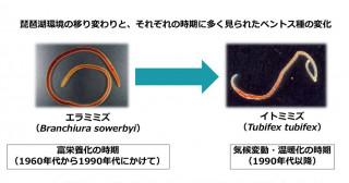 富栄養化と気候変動の琵琶湖生態系への影響―湖底に住む生き物は何を物語るか―