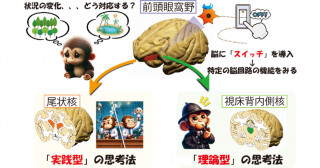 実践派・理論派、根っこは一緒？～状況の変化に対処する２つの思考回路を霊長類で特定～