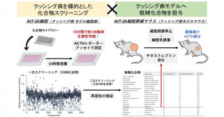 クッシング病に対する新たな治療薬候補の発見
