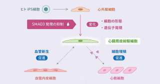ヒトiPS細胞由来心外膜細胞から血管新生や心筋増殖を促す「心臓周皮細胞」を作製