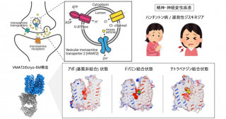 クライオ電子顕微鏡による小胞型モノアミン輸送体の分子基盤解明―シナプス小胞における神経伝達物質の輸送機構を可視化―
