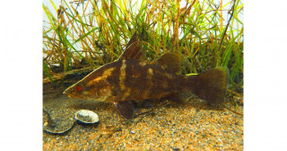 ゲノム解析から探る「幻の怪魚」アカメの進化と生存の歴史