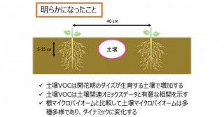 土壌揮発性有機化合物プロファイルがダイズ圃場の土壌評価に有効